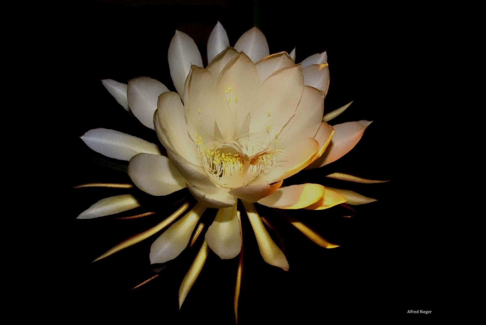 Königin für nur eine Nacht